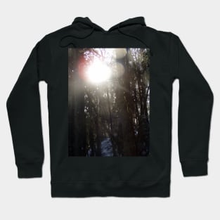 Forest Sun Rays in the Snow #50 Hoodie